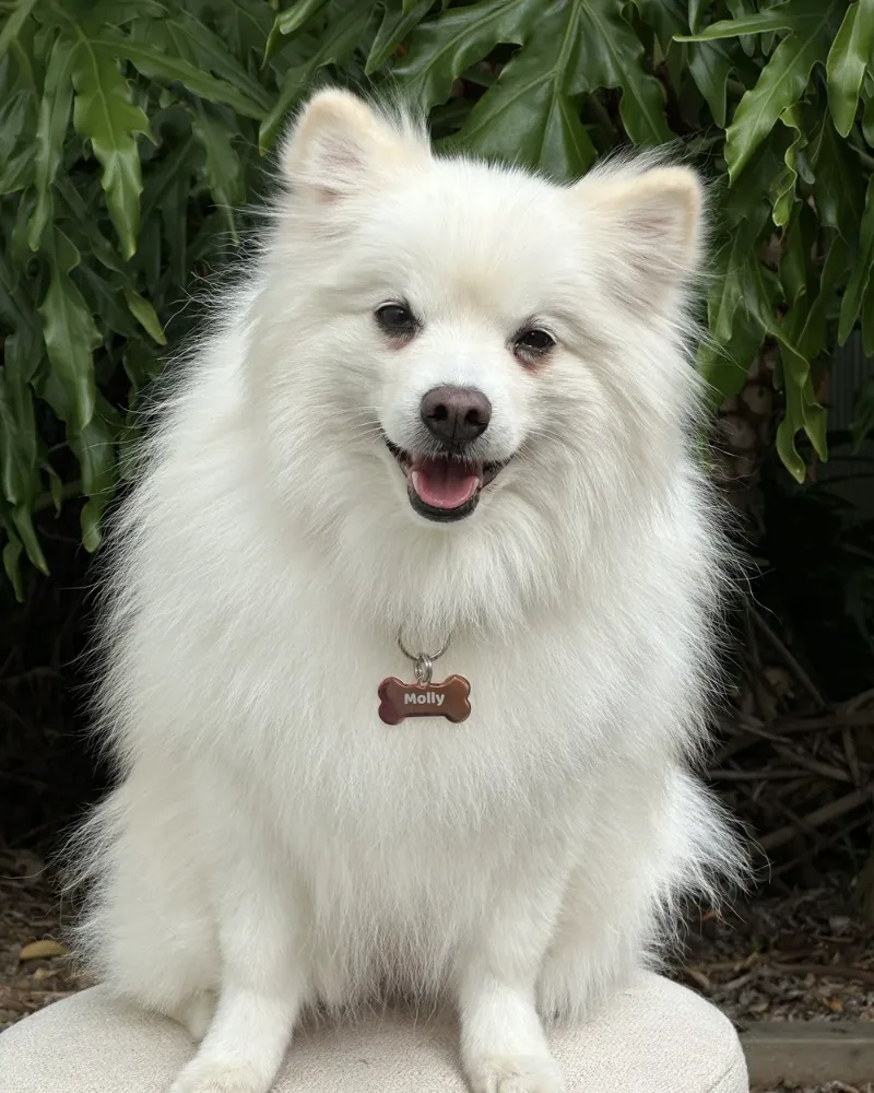 Molly, a small white dog, wearing her MoodTag Never-Fall MAX bone tag