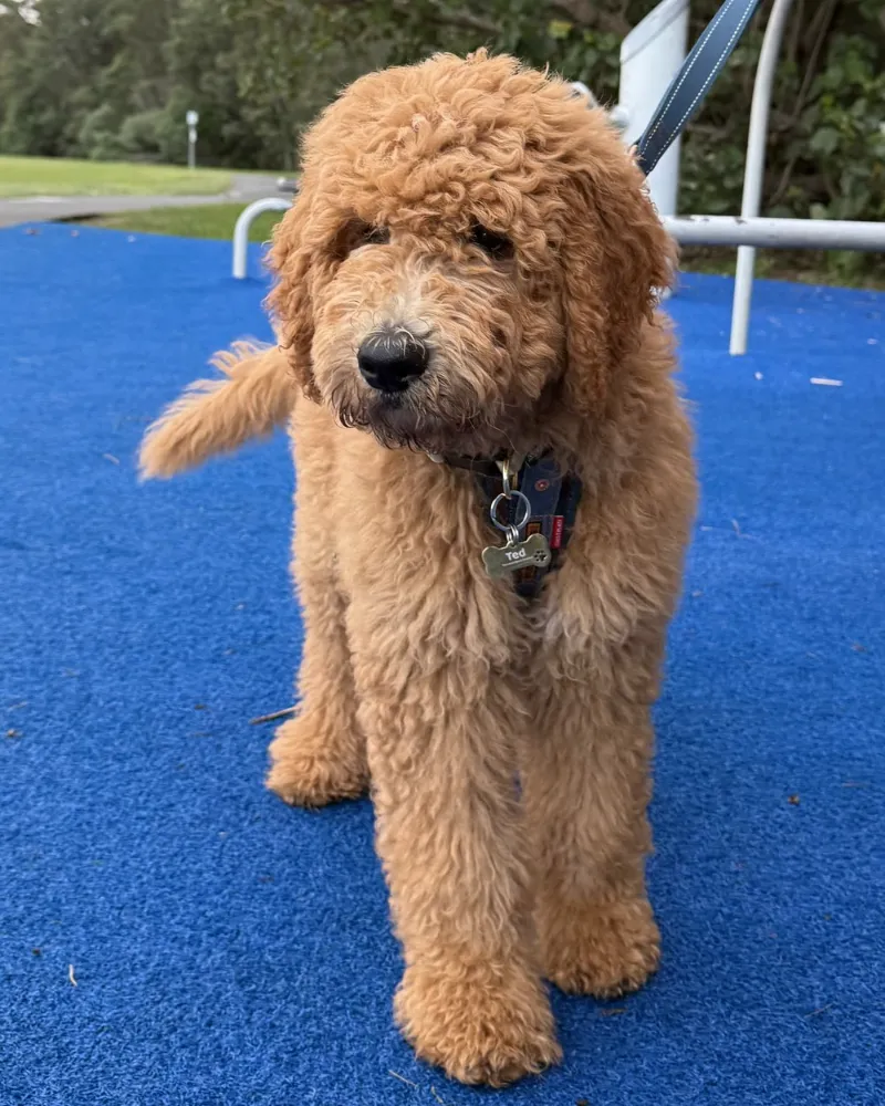 Ted at the park wearing his MoodTag Never-Fall MAX bone tag