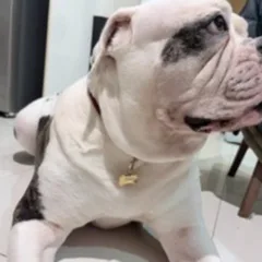Pumba wearing his gold MoodTag Never-Fall MAX bone tag, photo sent by his owner