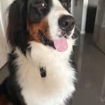 Bentley, a 43kg Bernese Mountain Dog