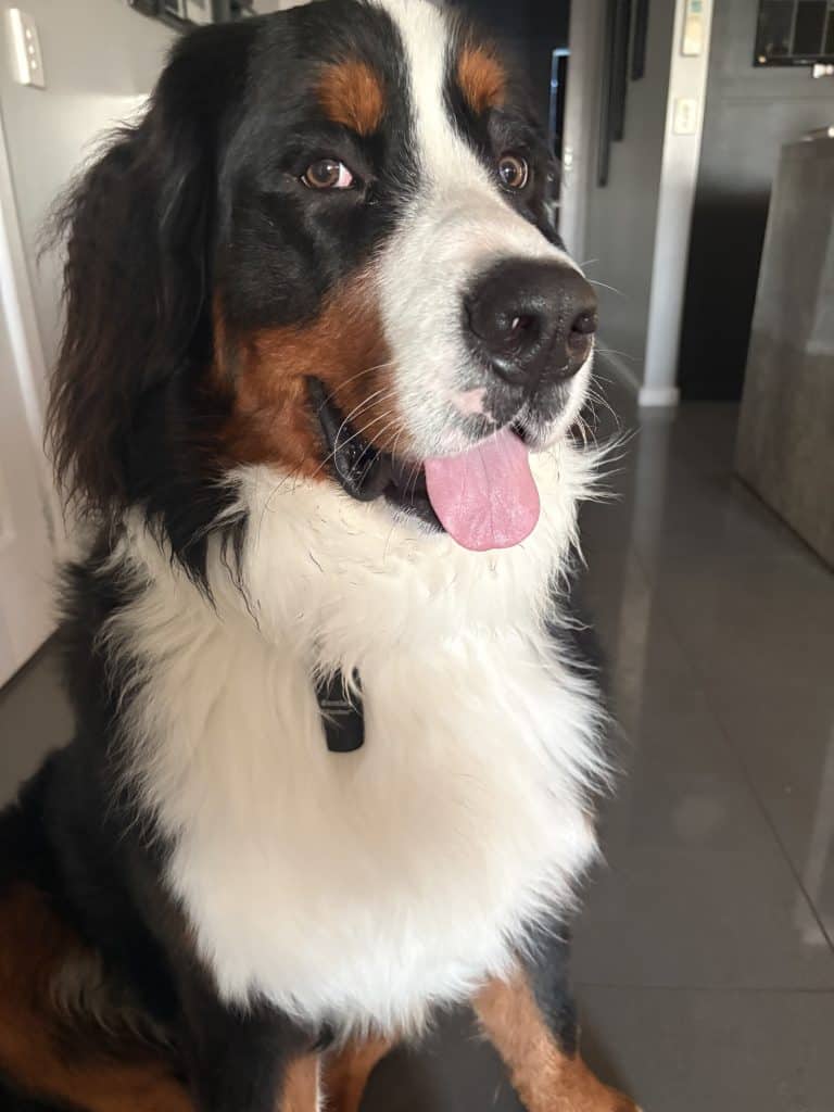 Bentley, a 43kg Bernese Mountain Dog